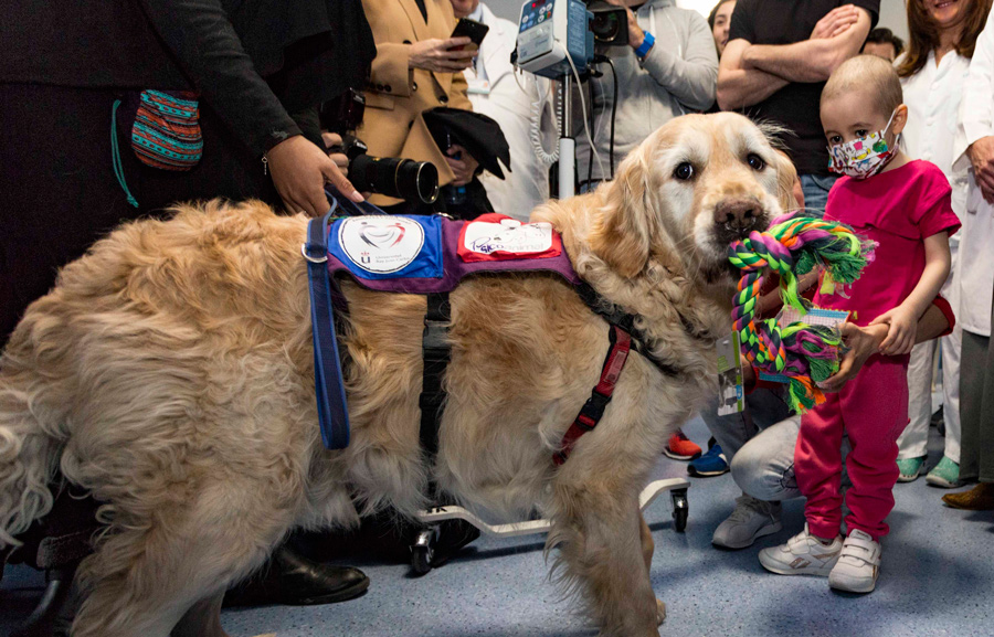 Zenit, un Golden Retriever de 6 años