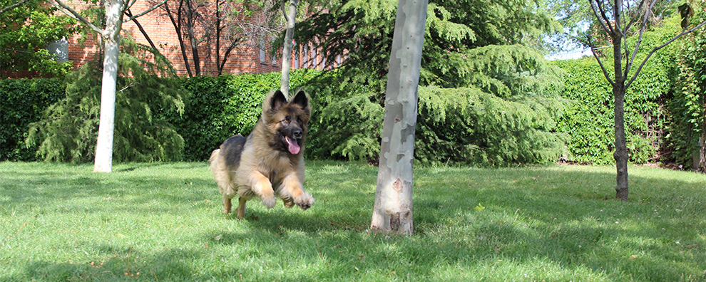 procesionaria balto perro