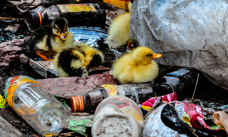 vivir sin plastico