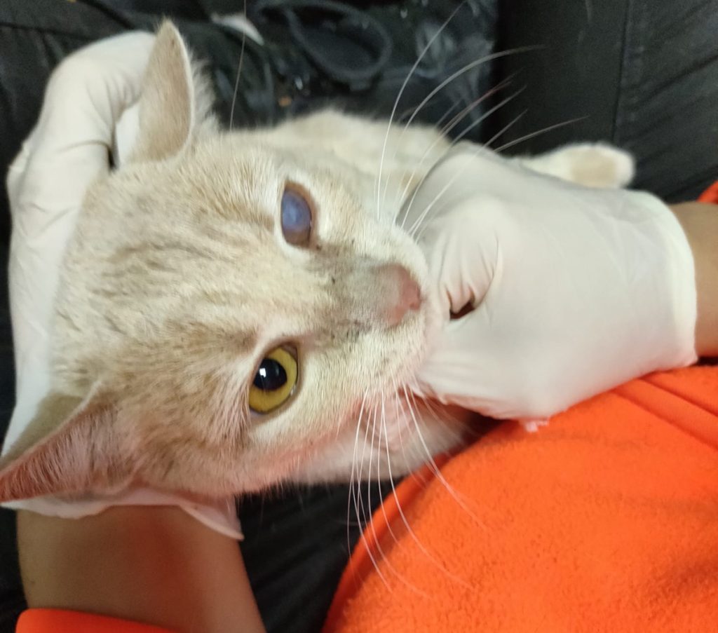 Gatos abandonados en Colmenar Viejo. Crónica Norte Gatos abandonados en Colmenar Viejo. Crónica Norte