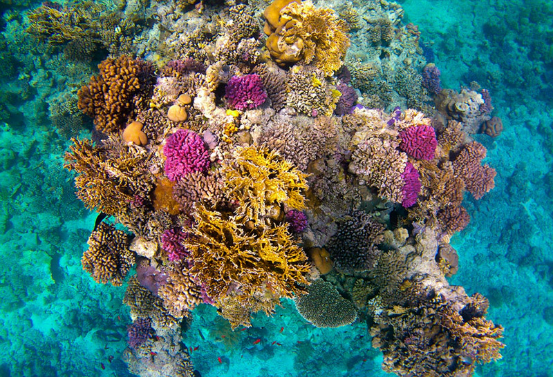 buceo en egipto corales