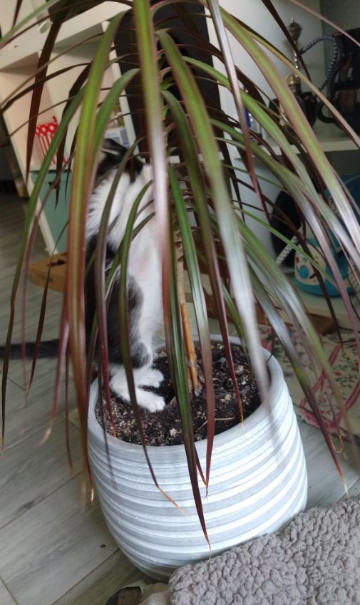 Gatito en una planta