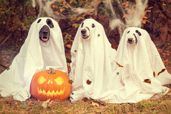 Disfruta De Descuentos En Faunia Este Halloween Soyde