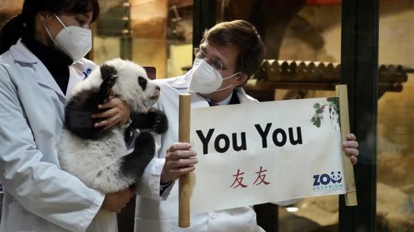 El alcalde y el encargado de Negocios de la Embajada China han apadrinado a los gemelos de oso panda nacidos en el Zoo Aquarium de Madrid 