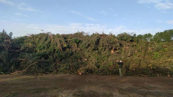 El grupo municipal denuncia la falta de una plantación de árboles extraordinaria que recupere el patrimonio arrasado por Filomena 
