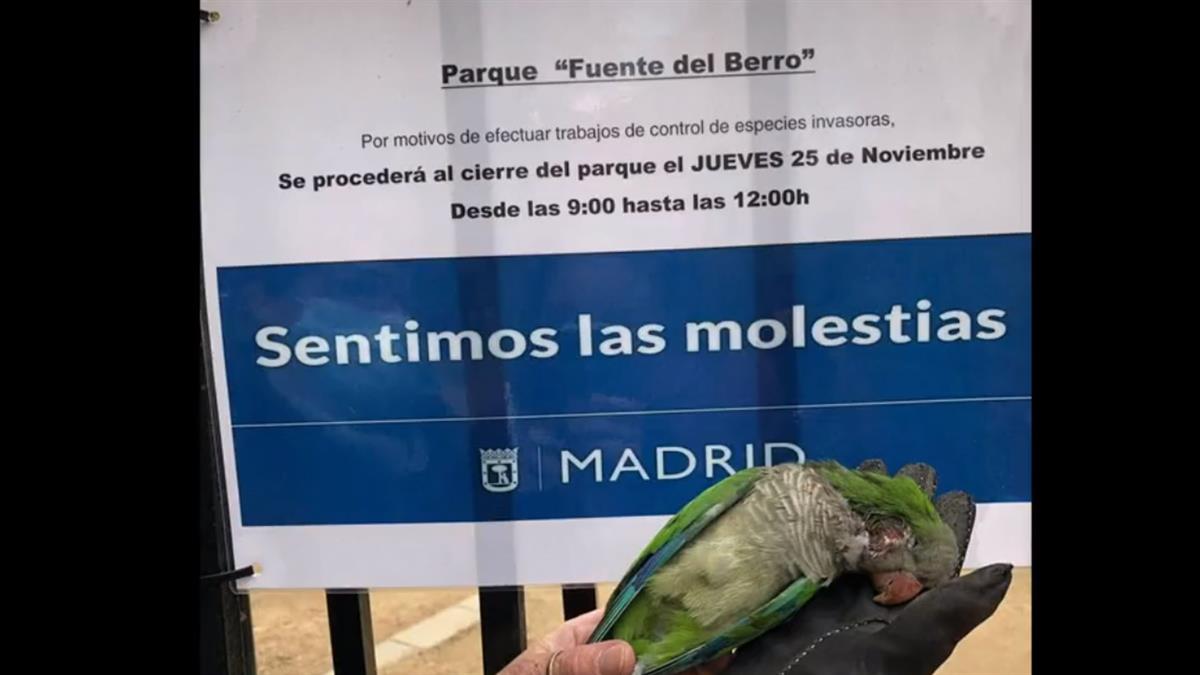 Un vídeo de una vecina de Madrid muestra como dos hombres están disparando a las aves en un parque de la capital