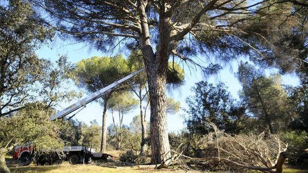 Los operarios están procediendo a la tala de árboles afectados 