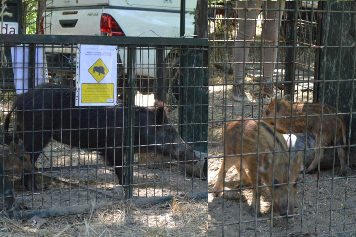 Las jaulas situadas en la Casa de Campo han atrapado a 31 jabalíes; adultos y rayones, que son trasladados a un centro de cuarentena